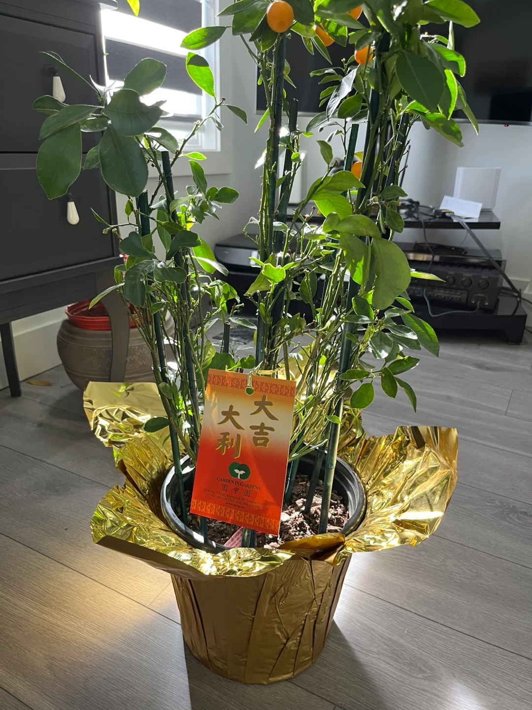 Dwarf Kumquat Tree - photo 2