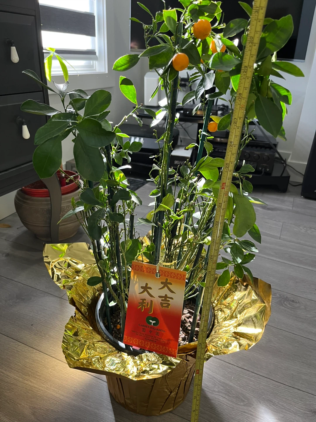 Dwarf Kumquat Tree