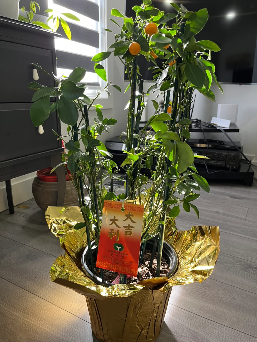 Dwarf Kumquat Tree - photo 3