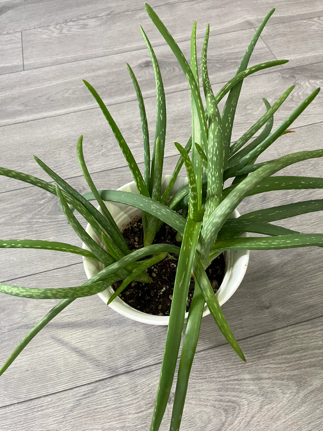 Aloe Vera Plant in White Pot