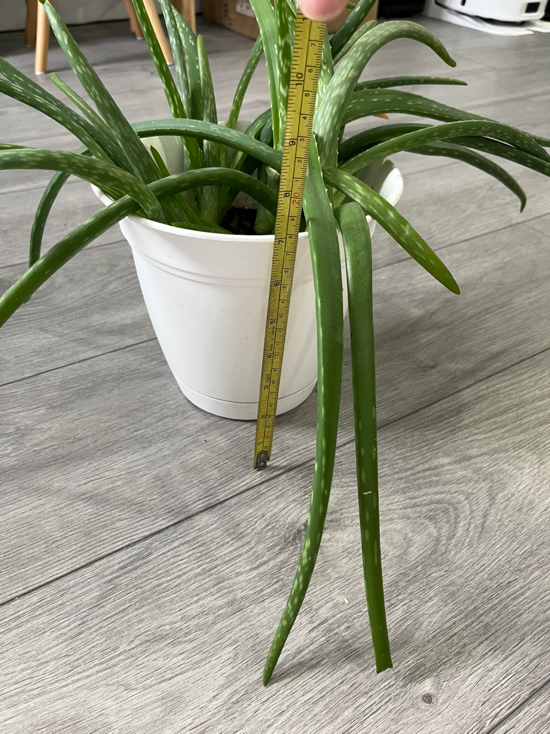 Aloe Vera Plant in White Pot - photo 3