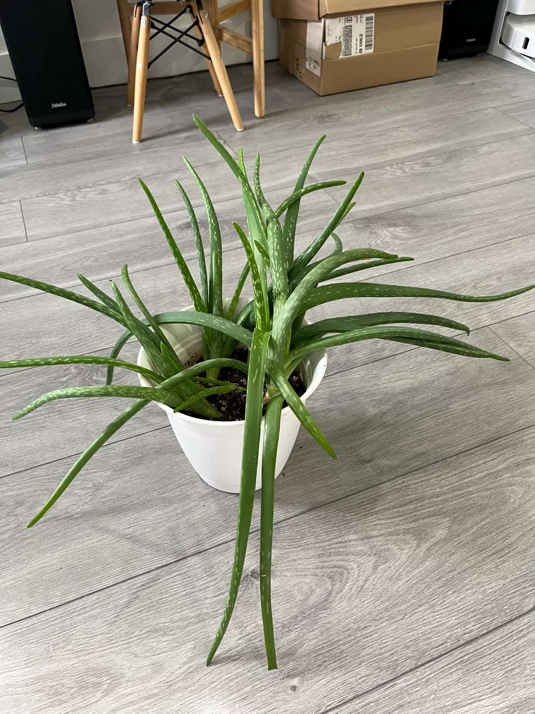Aloe Vera Plant in White Pot - photo 2