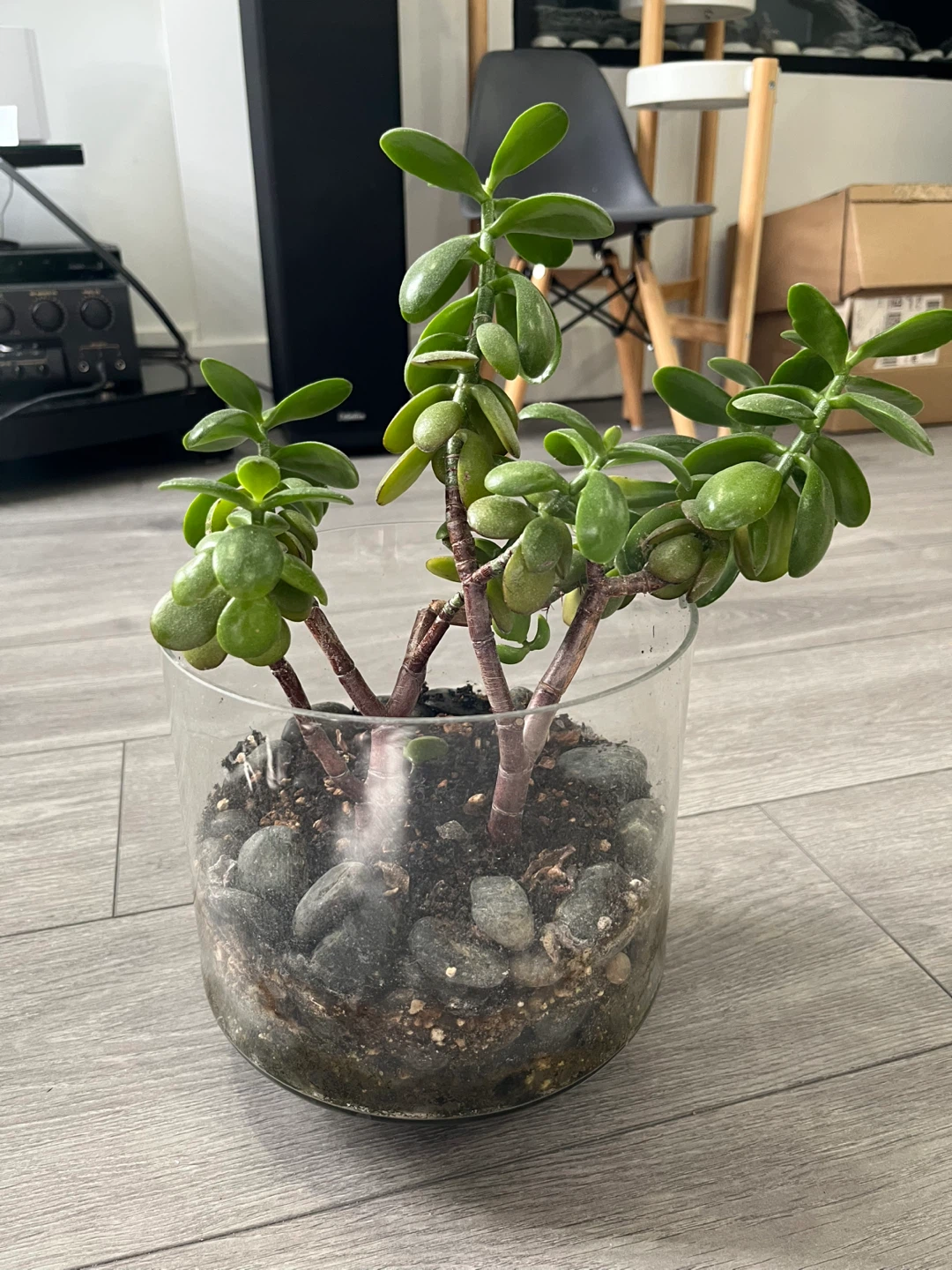 Jade Plant in Glass Pot