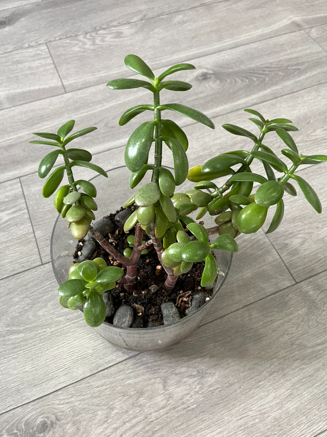 Jade Plant in Glass Pot - photo 2