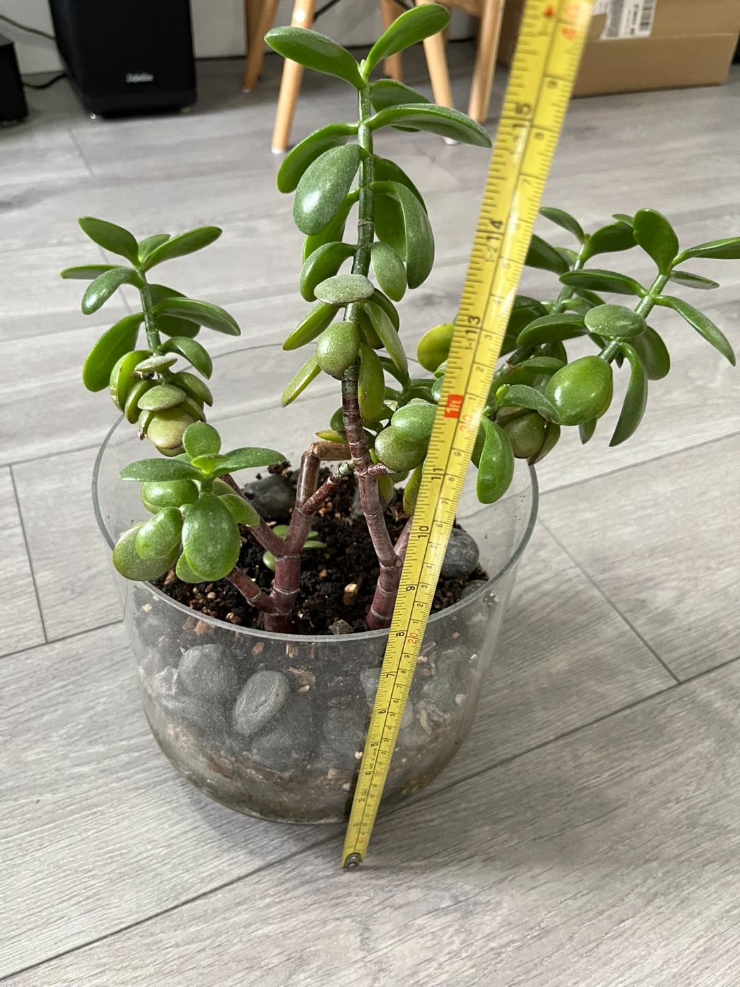 Jade Plant in Glass Pot - photo 3