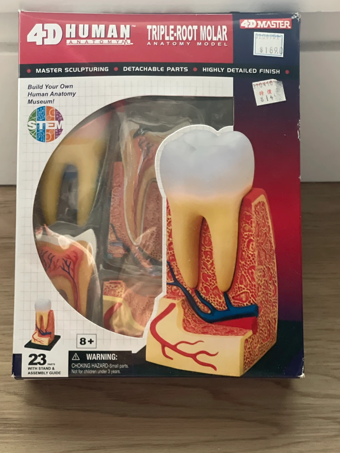 4D Human Anatomy Triple-Root Molar Model