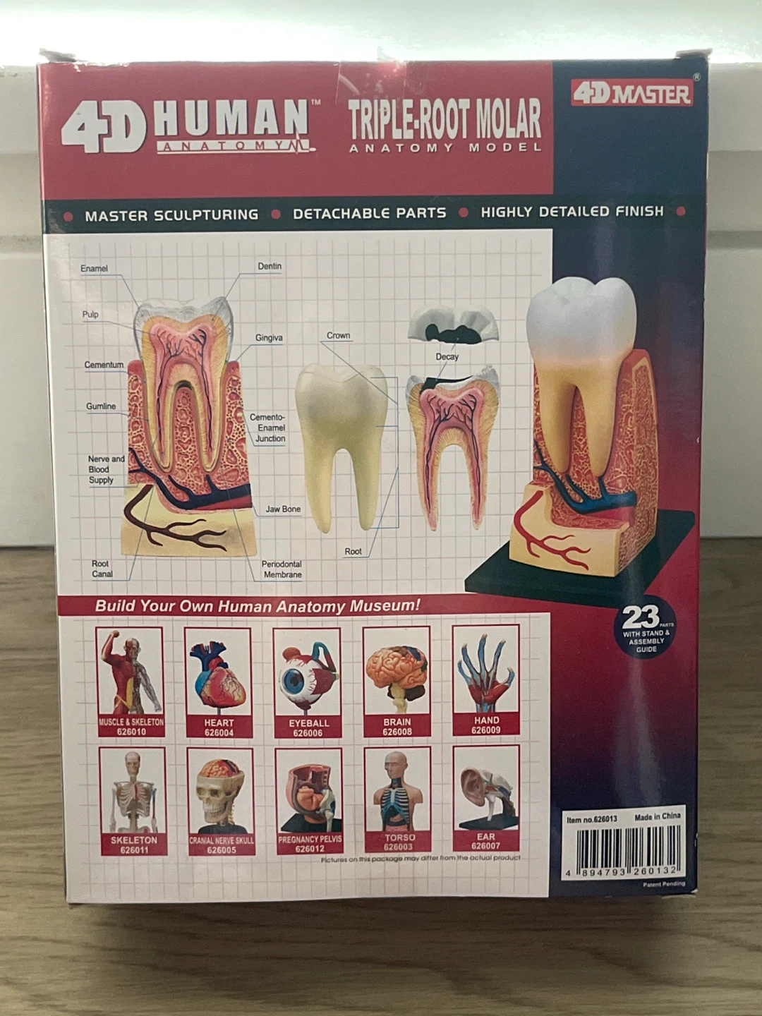 4D Human Anatomy Triple-Root Molar Model - photo 2