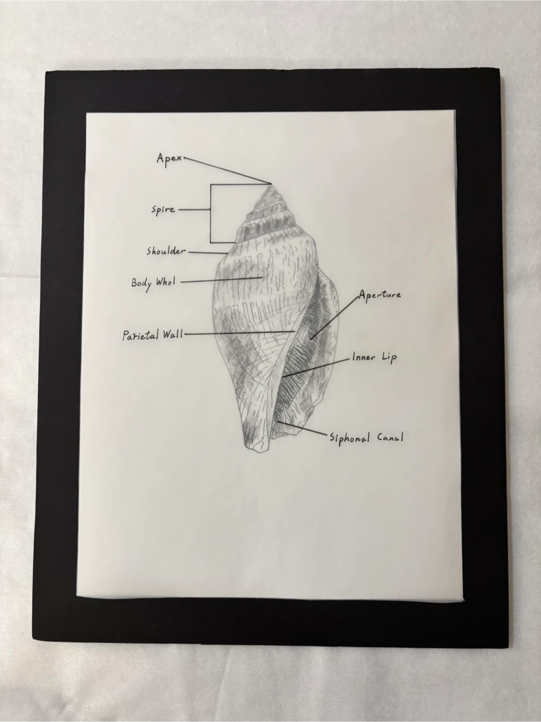 Hand-drawn Diagram of a Seashell with Labeled Parts