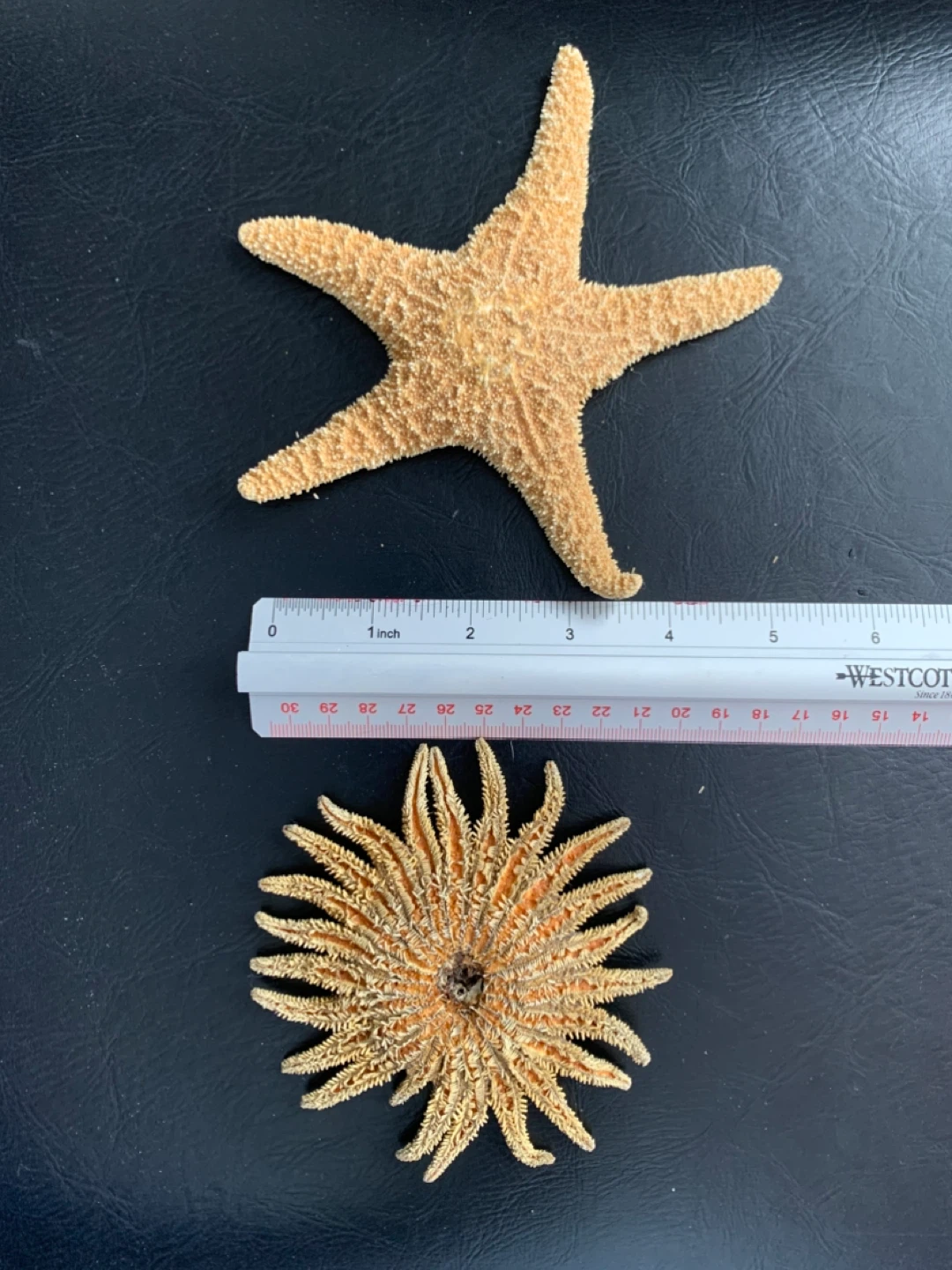 Set of 2 Dried Starfish - photo 3