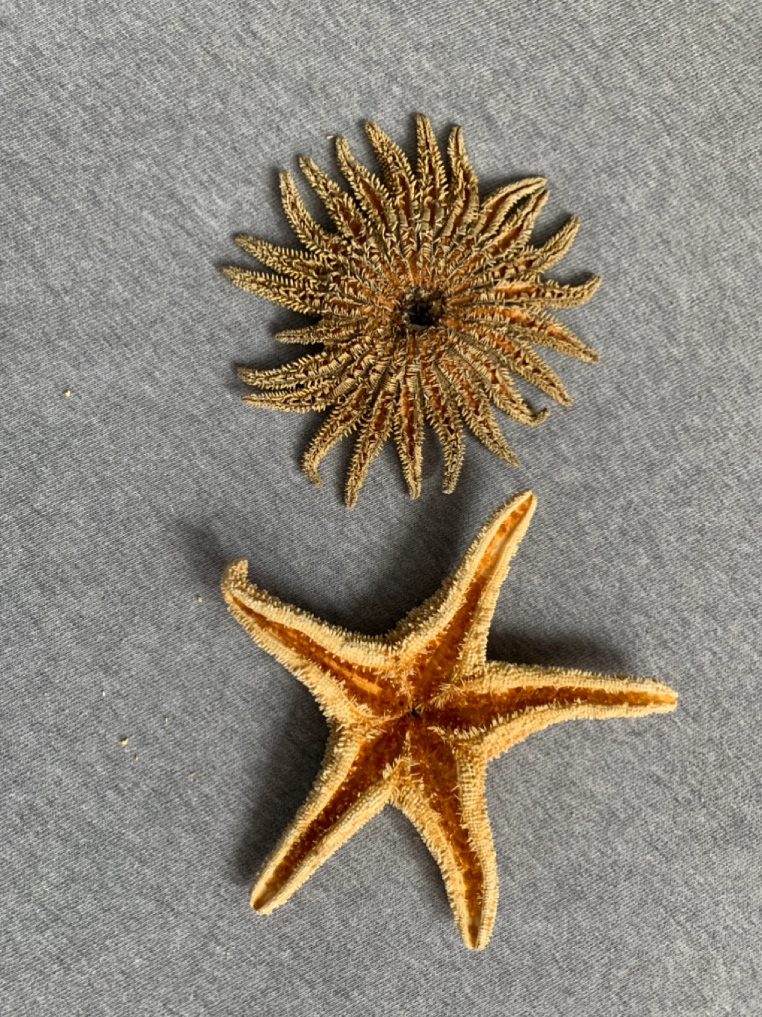 Set of 2 Dried Starfish - photo 2