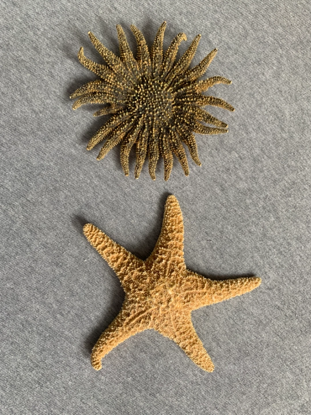 Set of 2 Dried Starfish