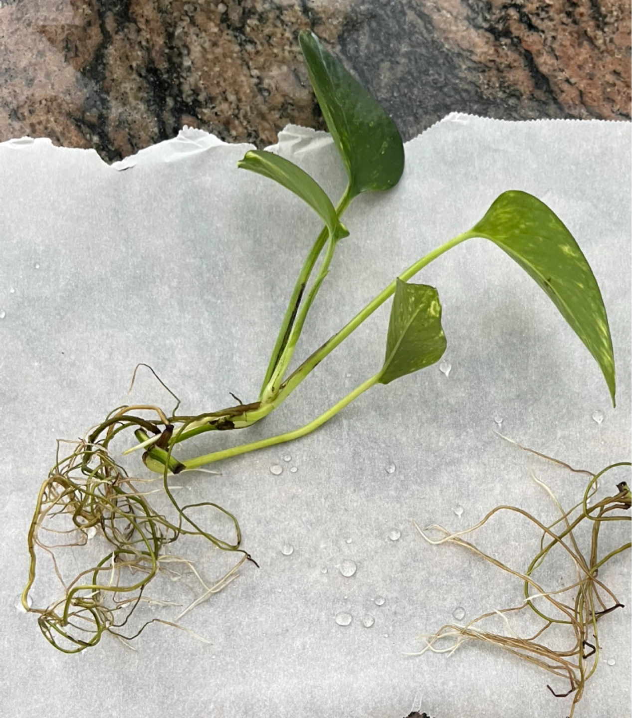 🆕Pothos Plant Cuttings