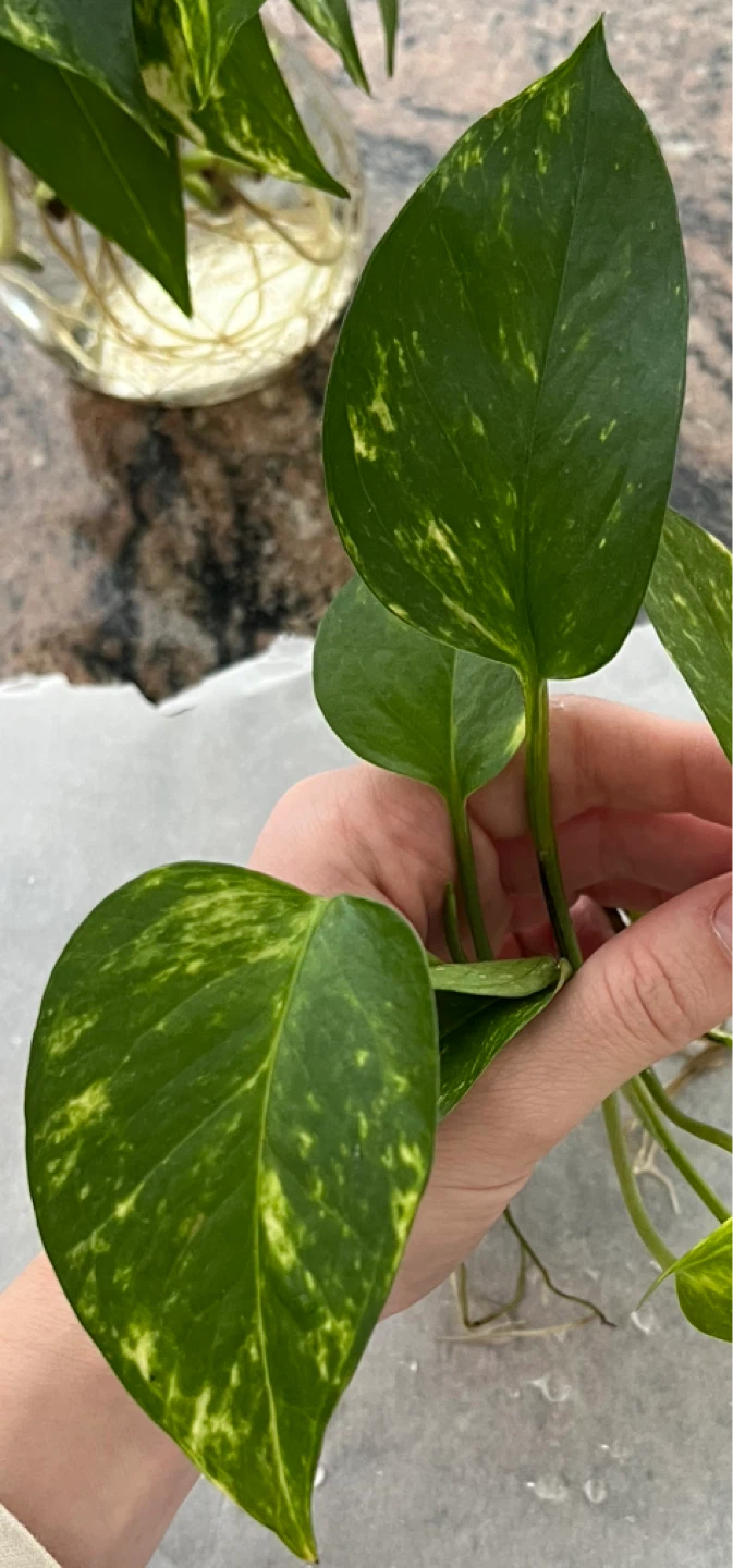 🆕Pothos Plant Cuttings - photo 2
