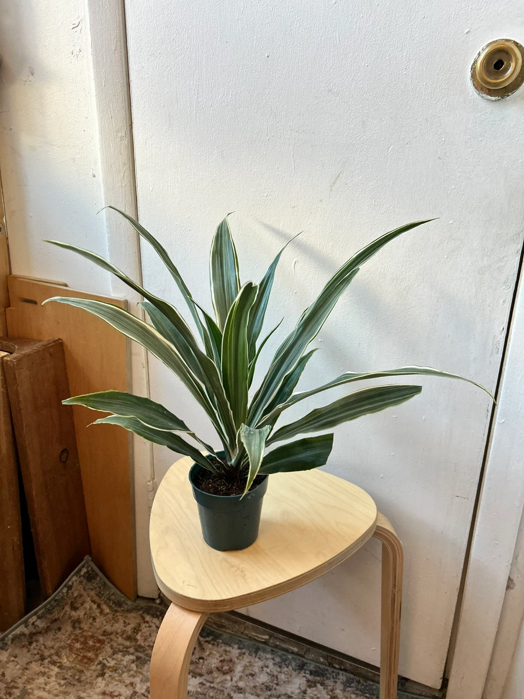 Dracaena Warneckii - photo 3