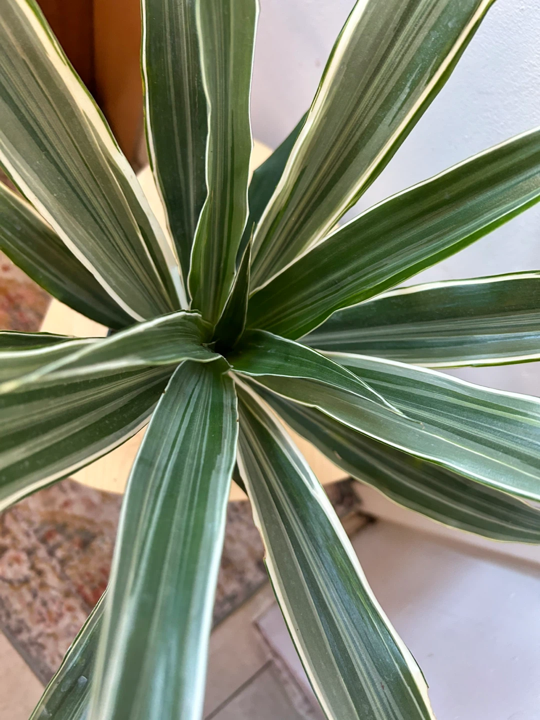 Dracaena Warneckii - photo 5