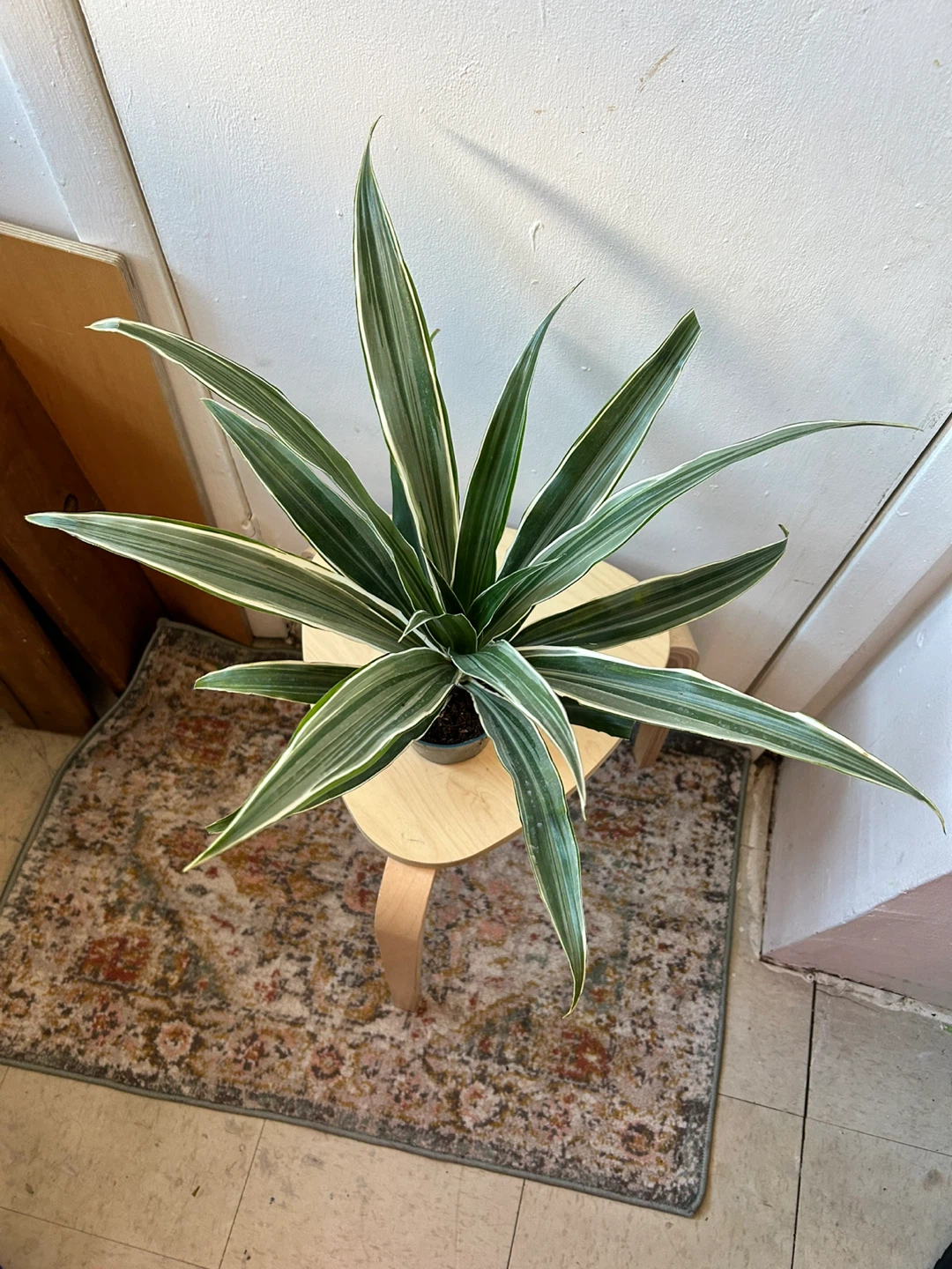 Dracaena Warneckii