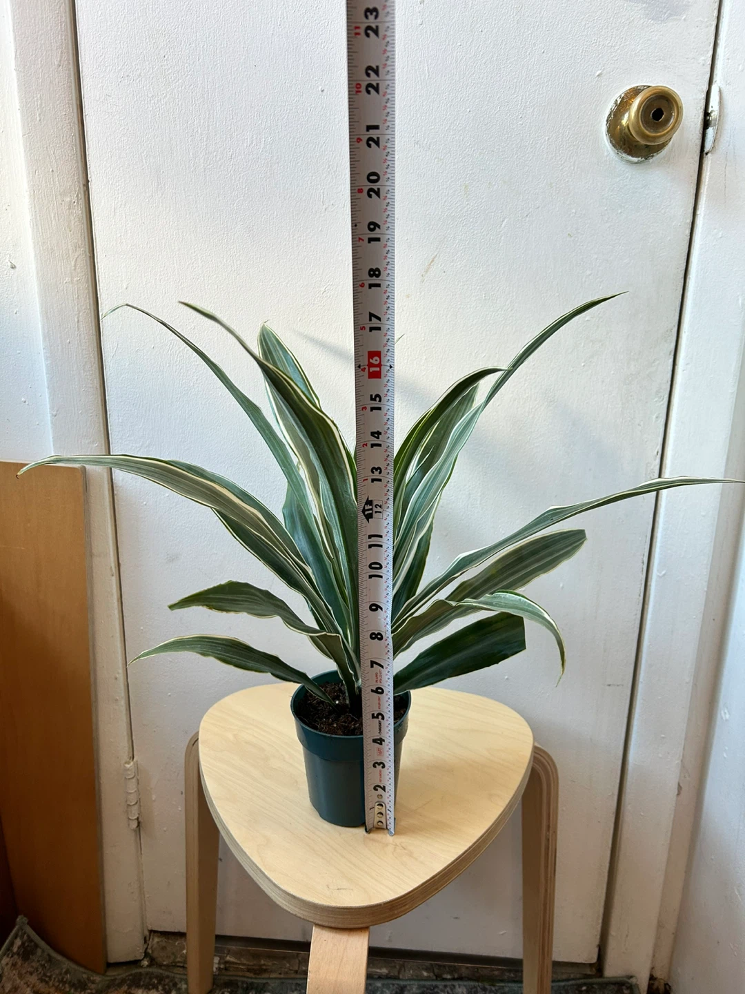 Dracaena Warneckii - photo 2