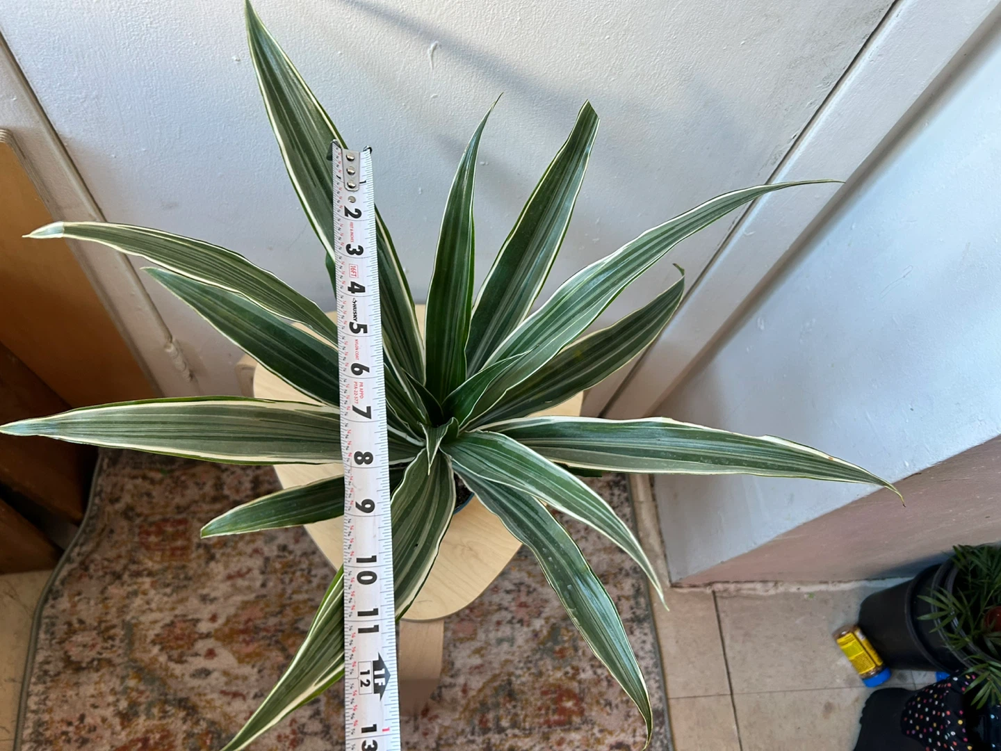 Dracaena Warneckii - photo 4