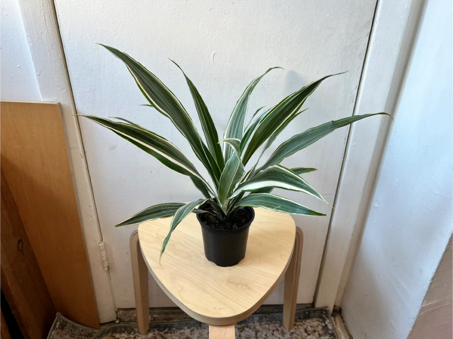 Dracaena - photo 2