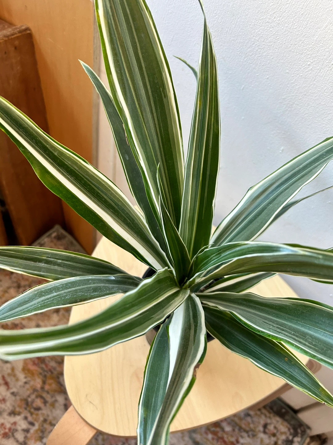 Dracaena - photo 4