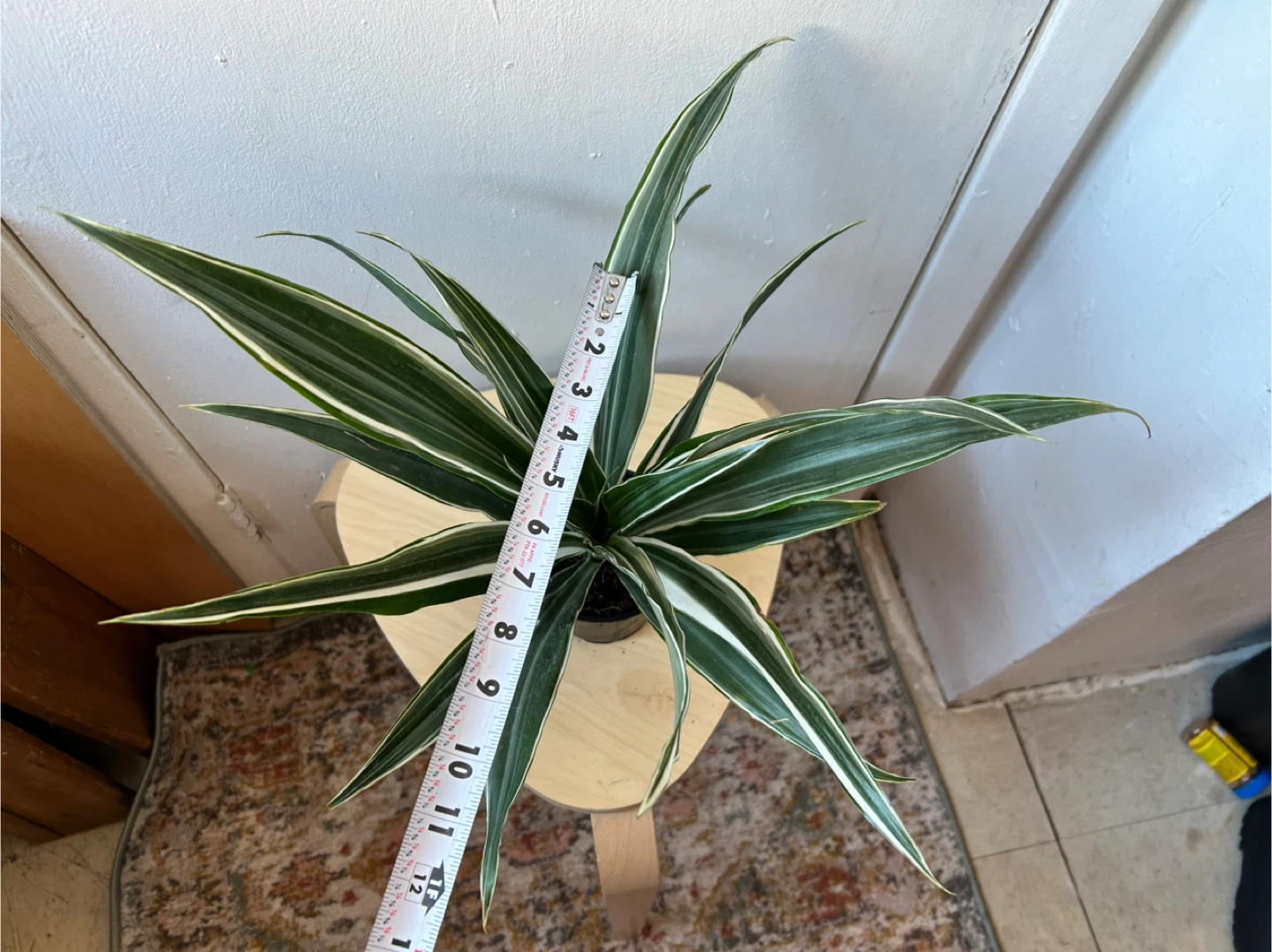 Dracaena - photo 5