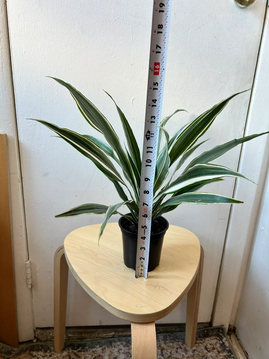 Dracaena - photo 3