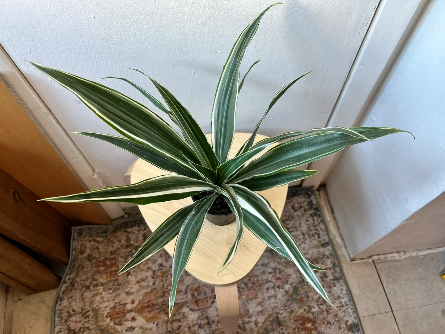 Dracaena