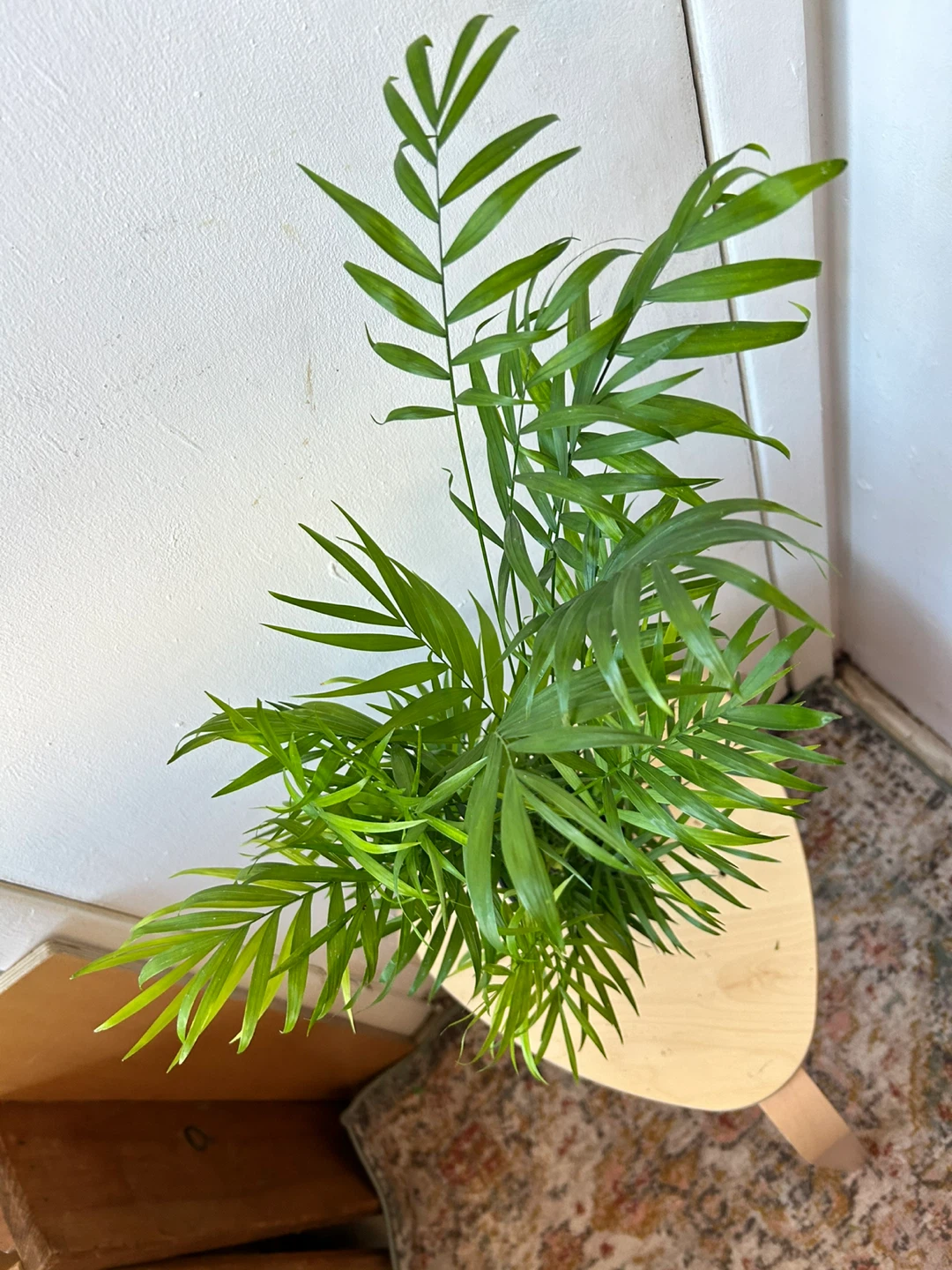 Palm - photo 5