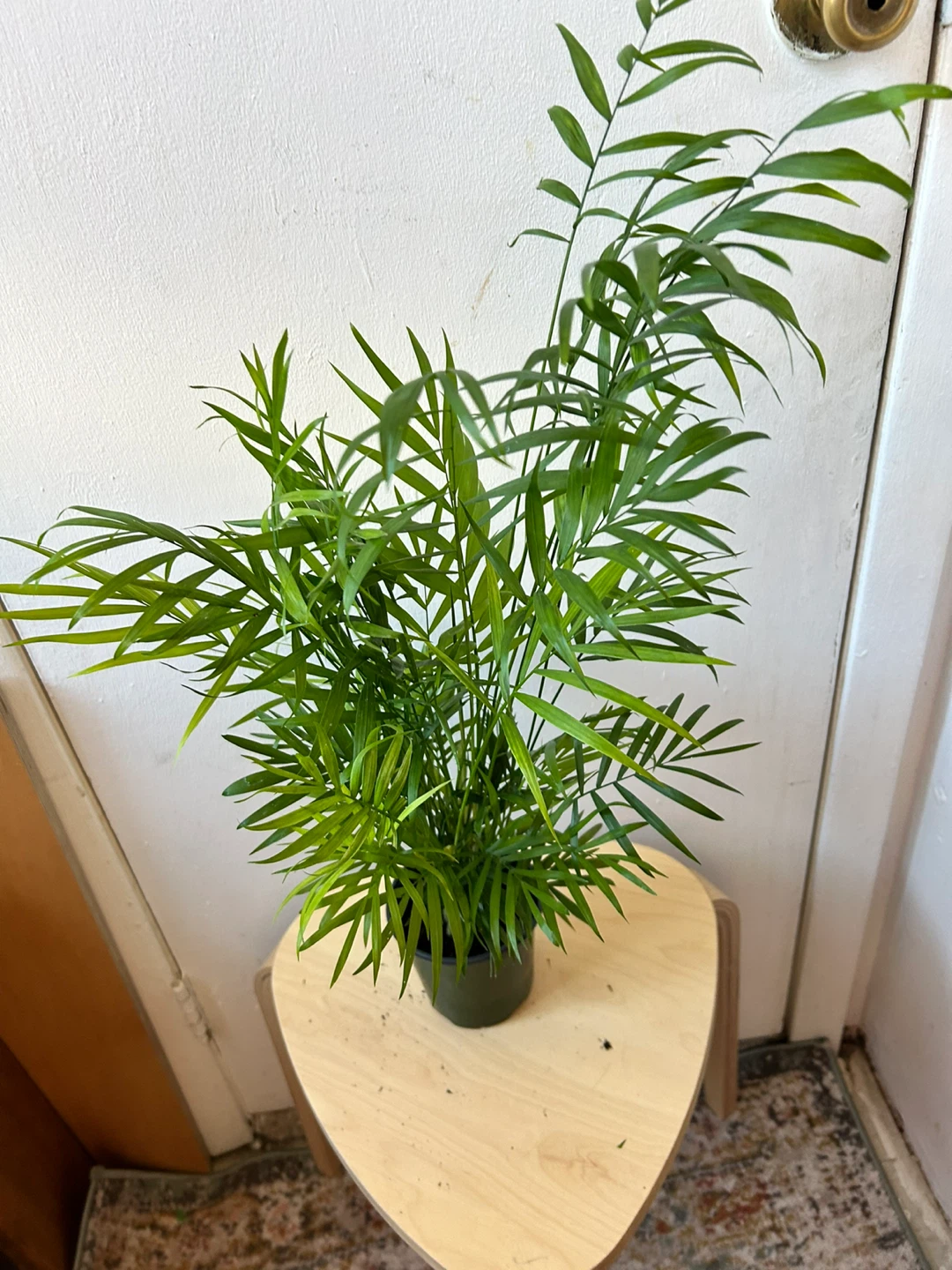 Palm - photo 4