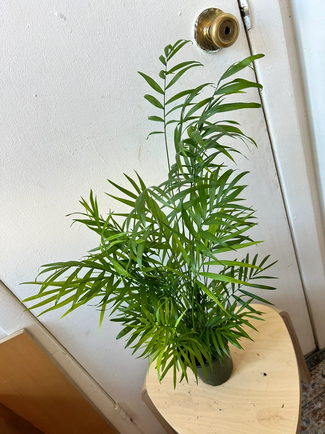 Palm - photo 2