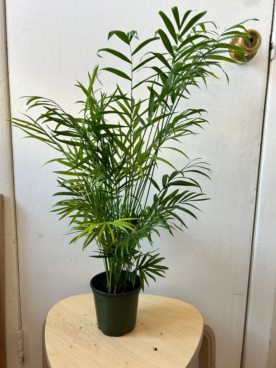 Palm
