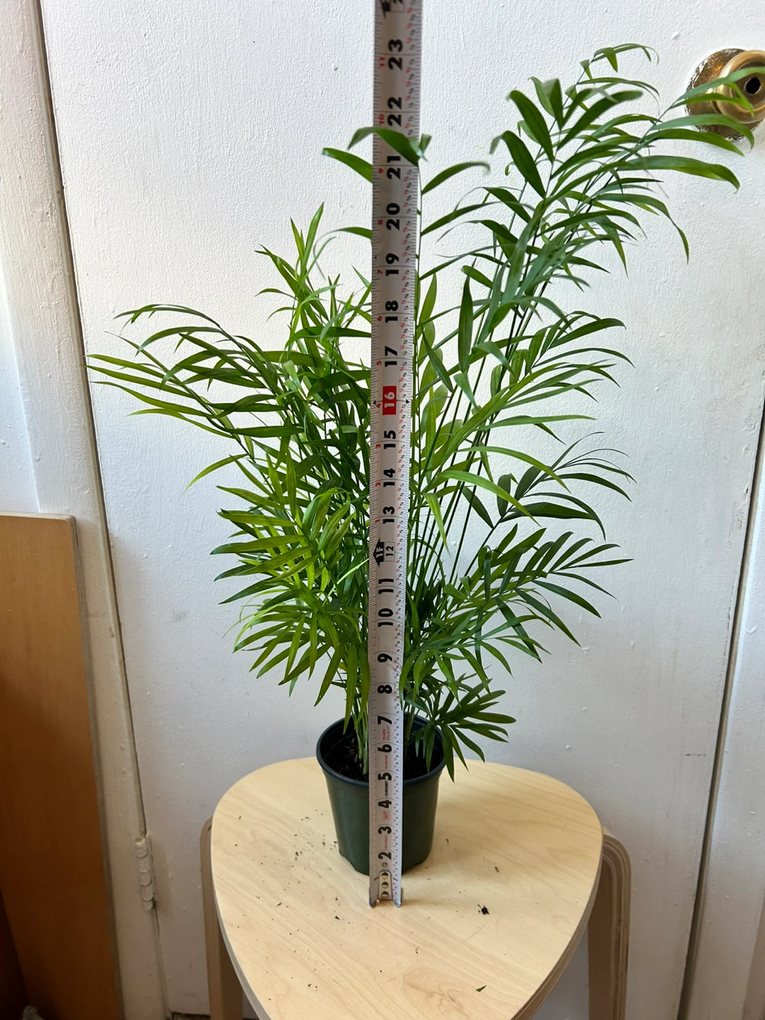 Palm - photo 3