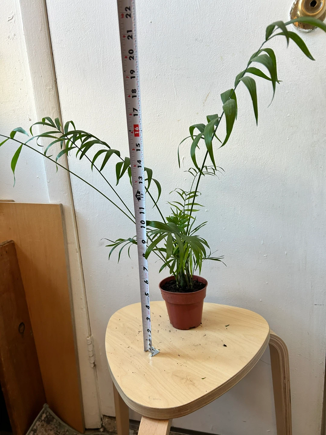 Palm - photo 3