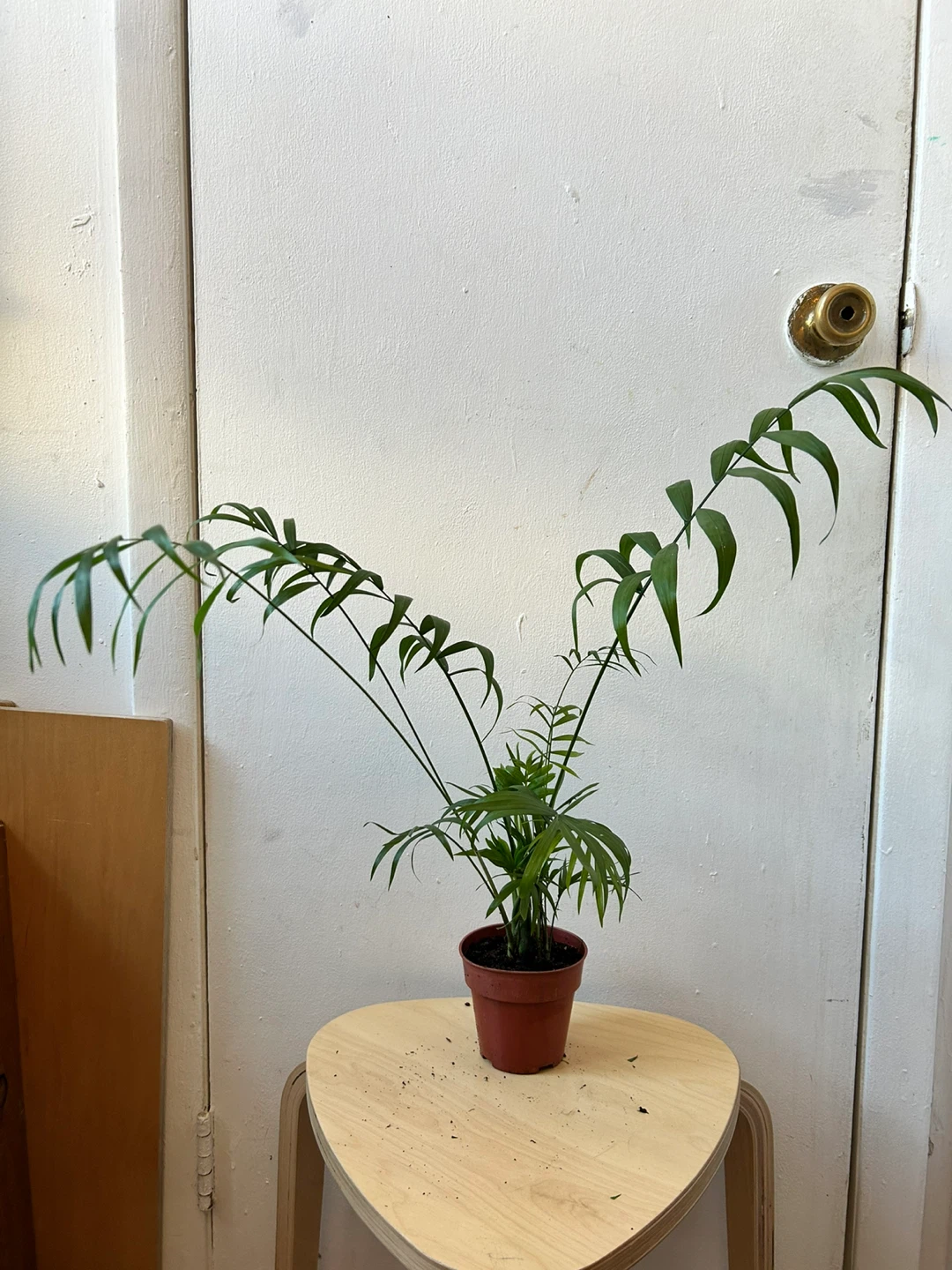 Palm