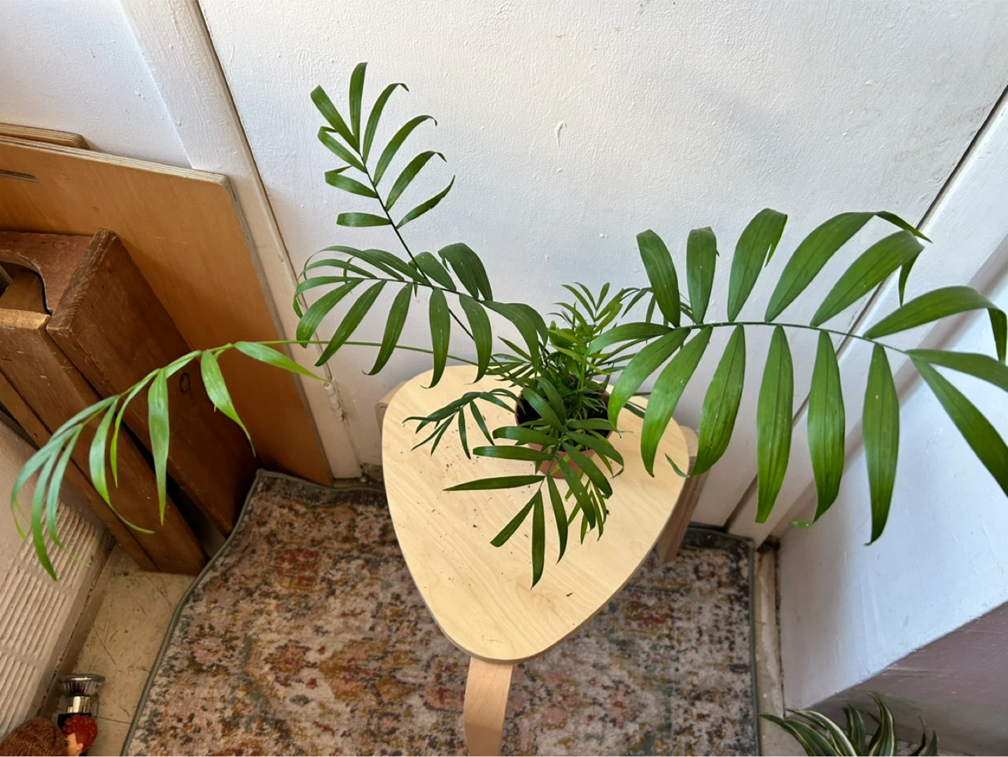 Palm - photo 2