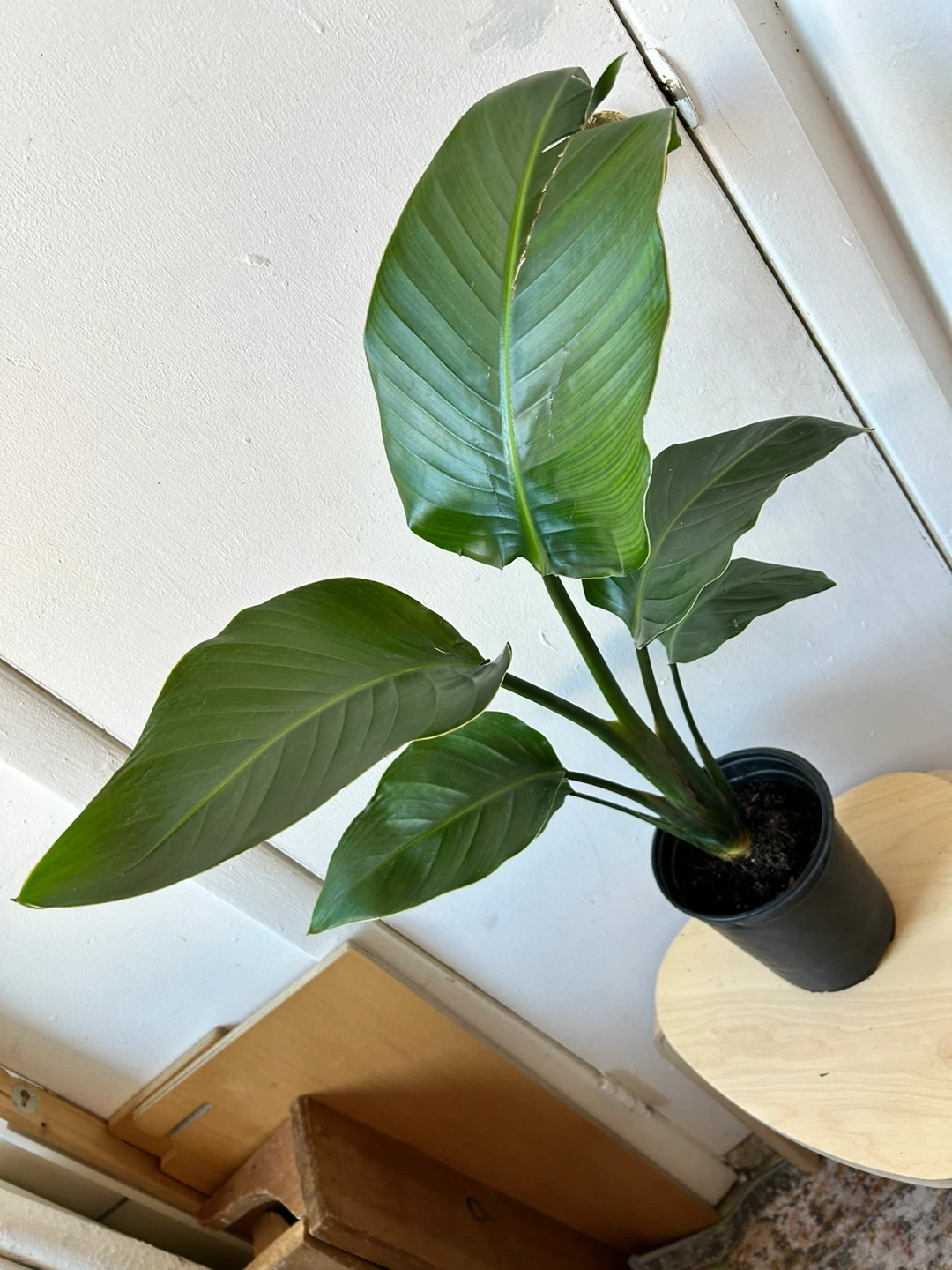 Bird of paradise - photo 4