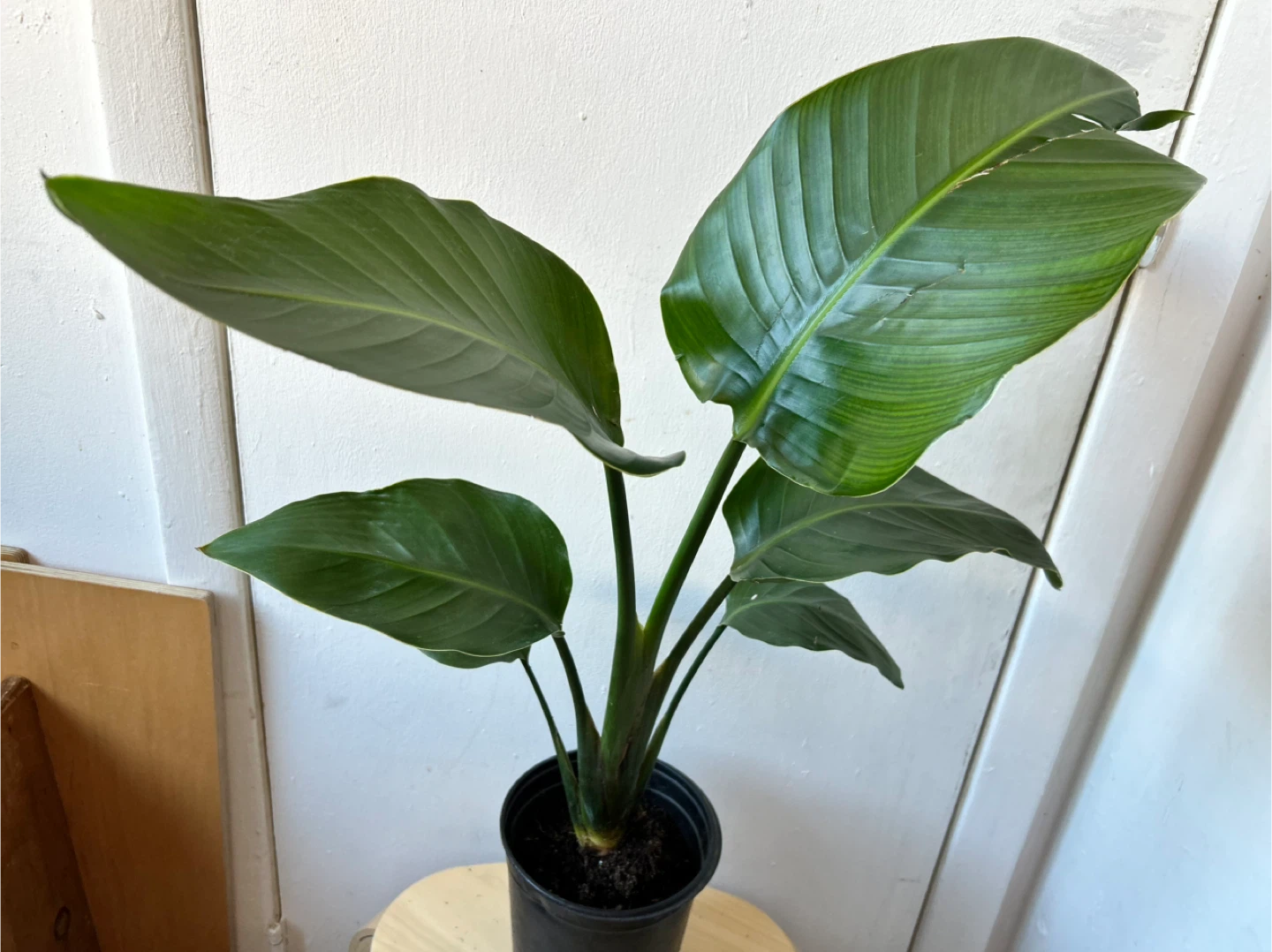 Bird of paradise - photo 5