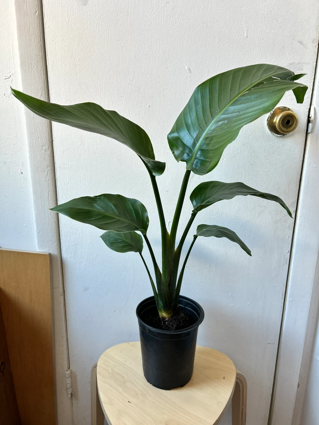 Bird of paradise