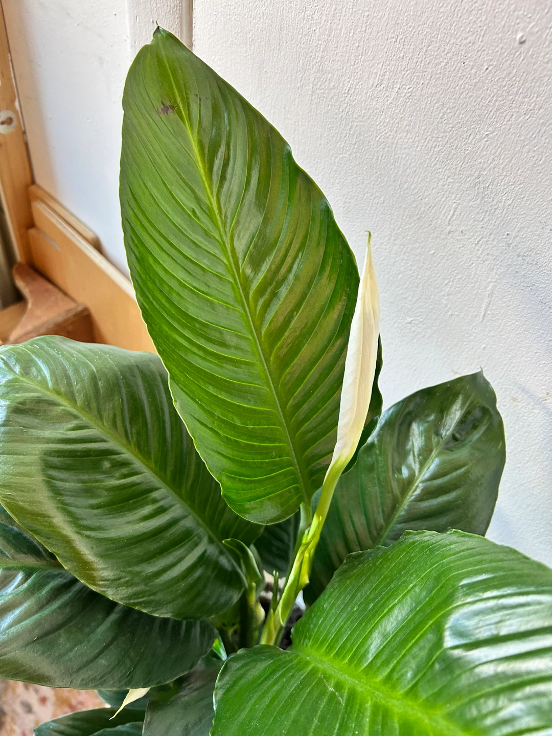 Peace lily - photo 5