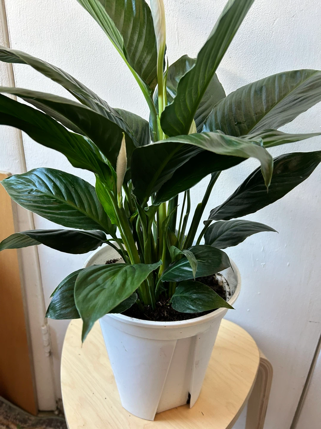 Peace lily - photo 4