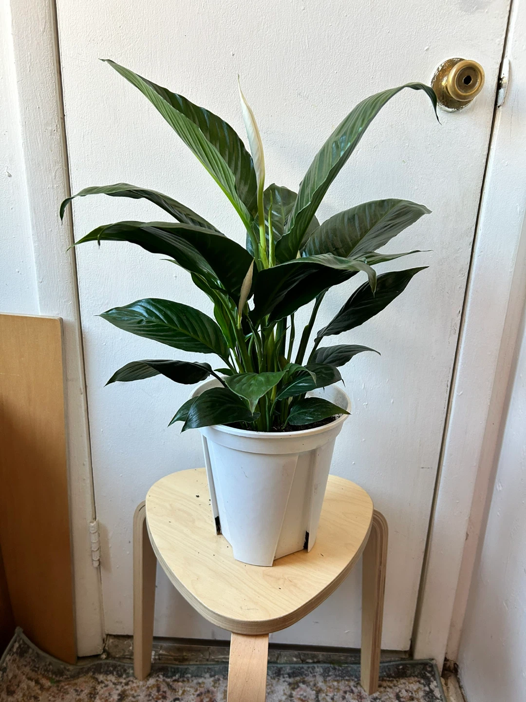 Peace lily