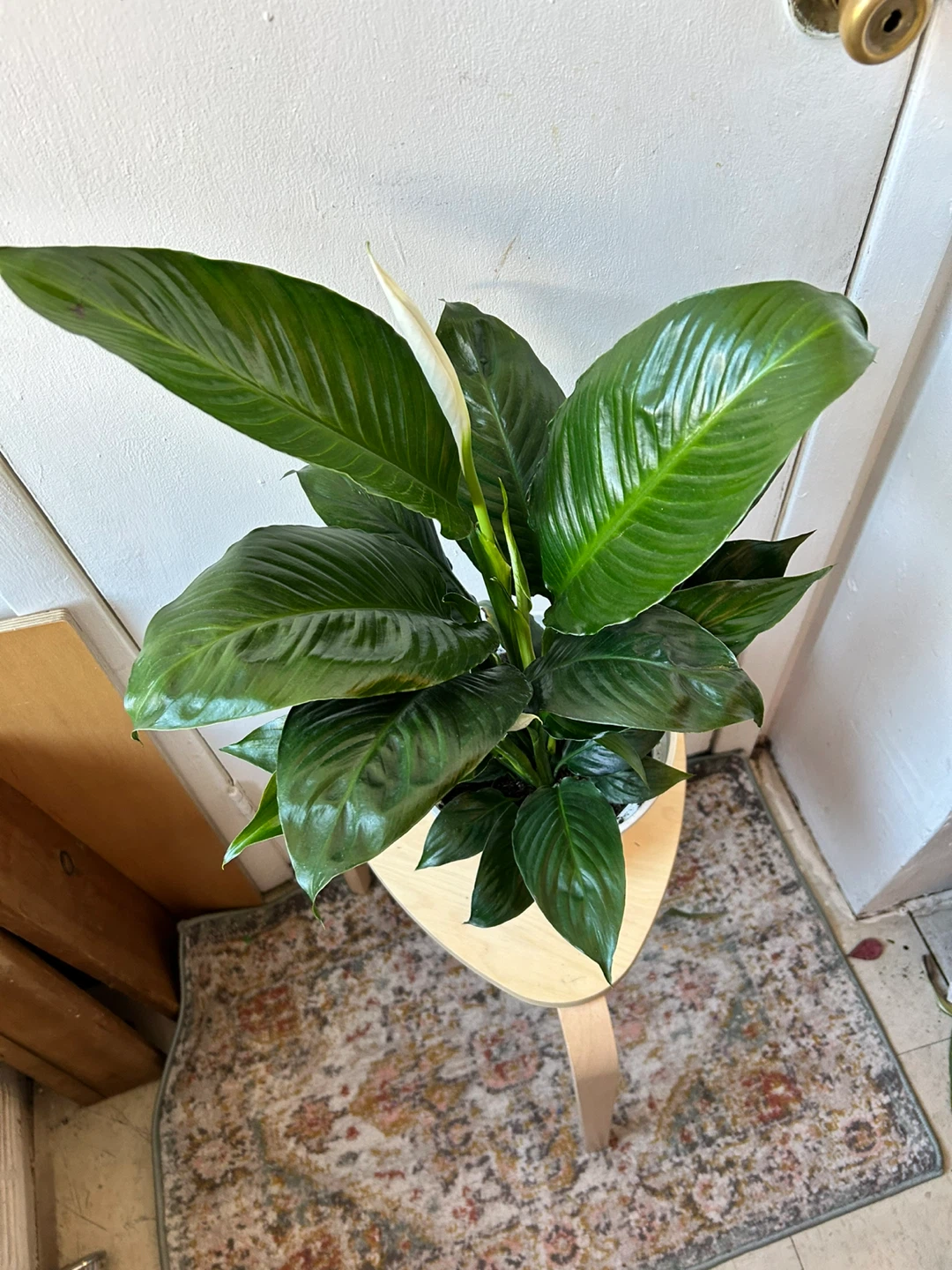 Peace lily - photo 2