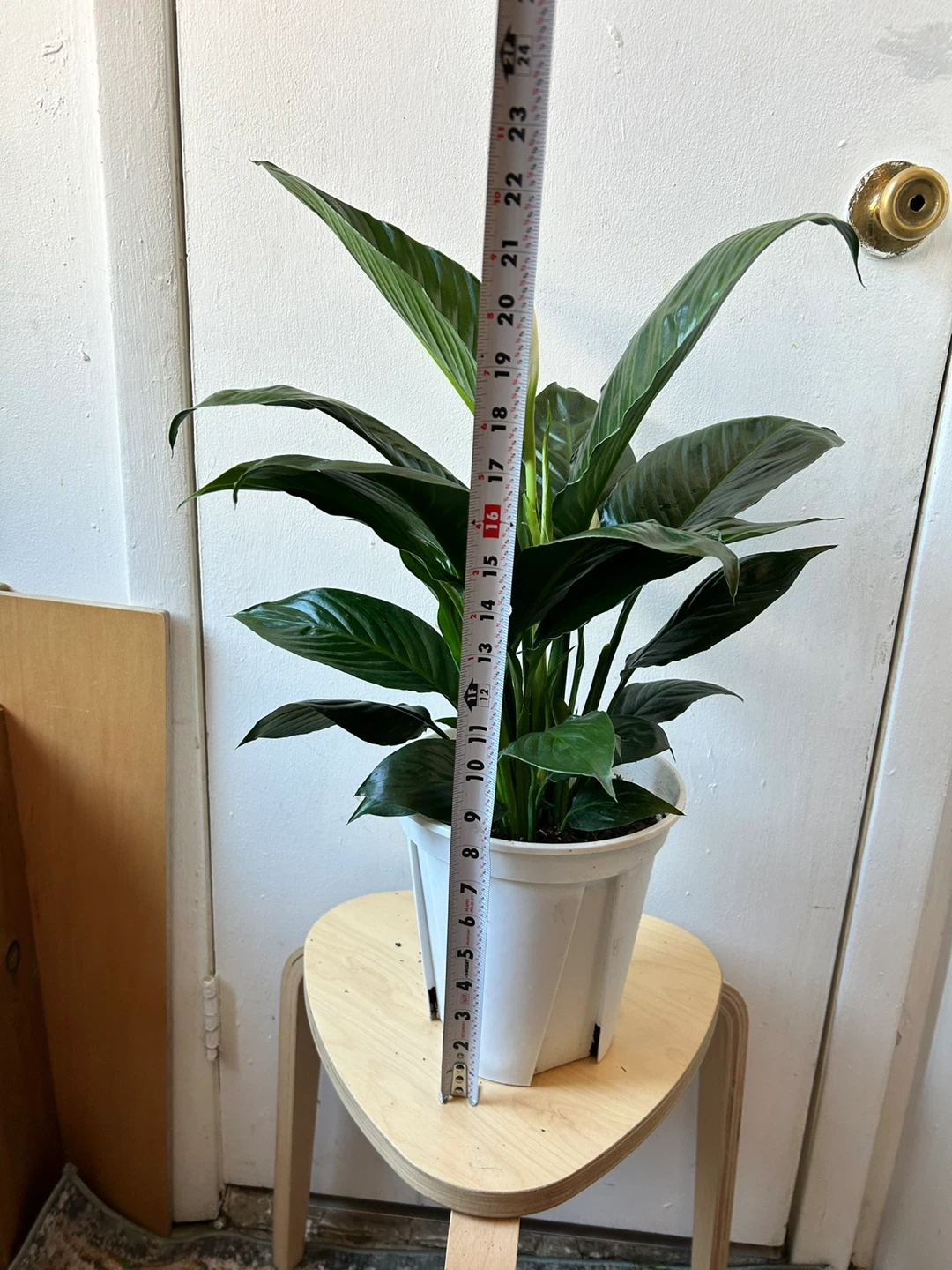 Peace lily - photo 3