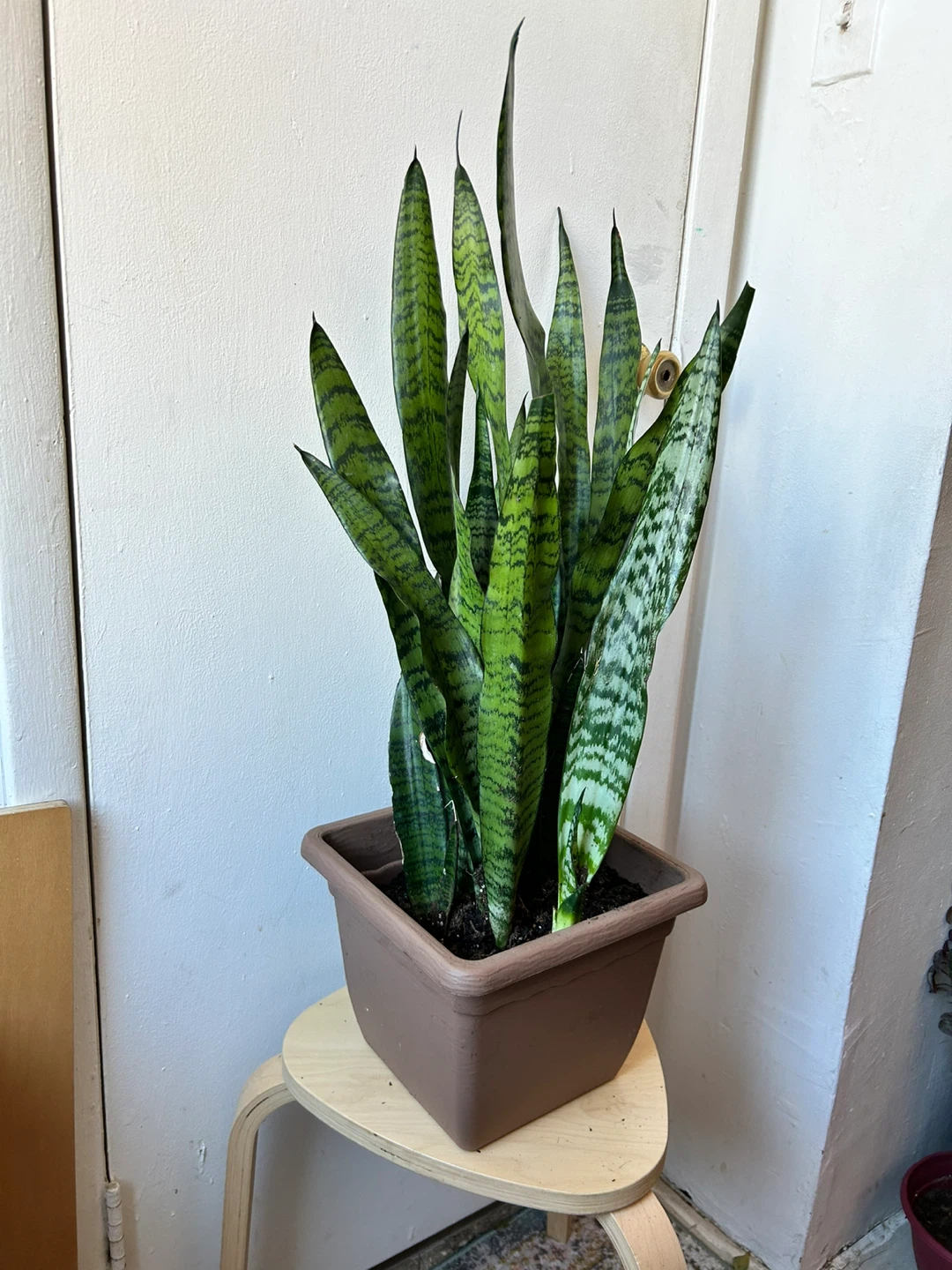 Snake plant - photo 2