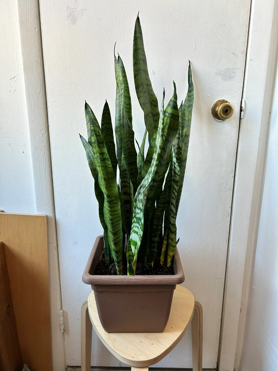 Snake plant