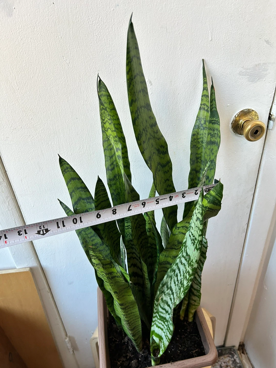 Snake plant - photo 4