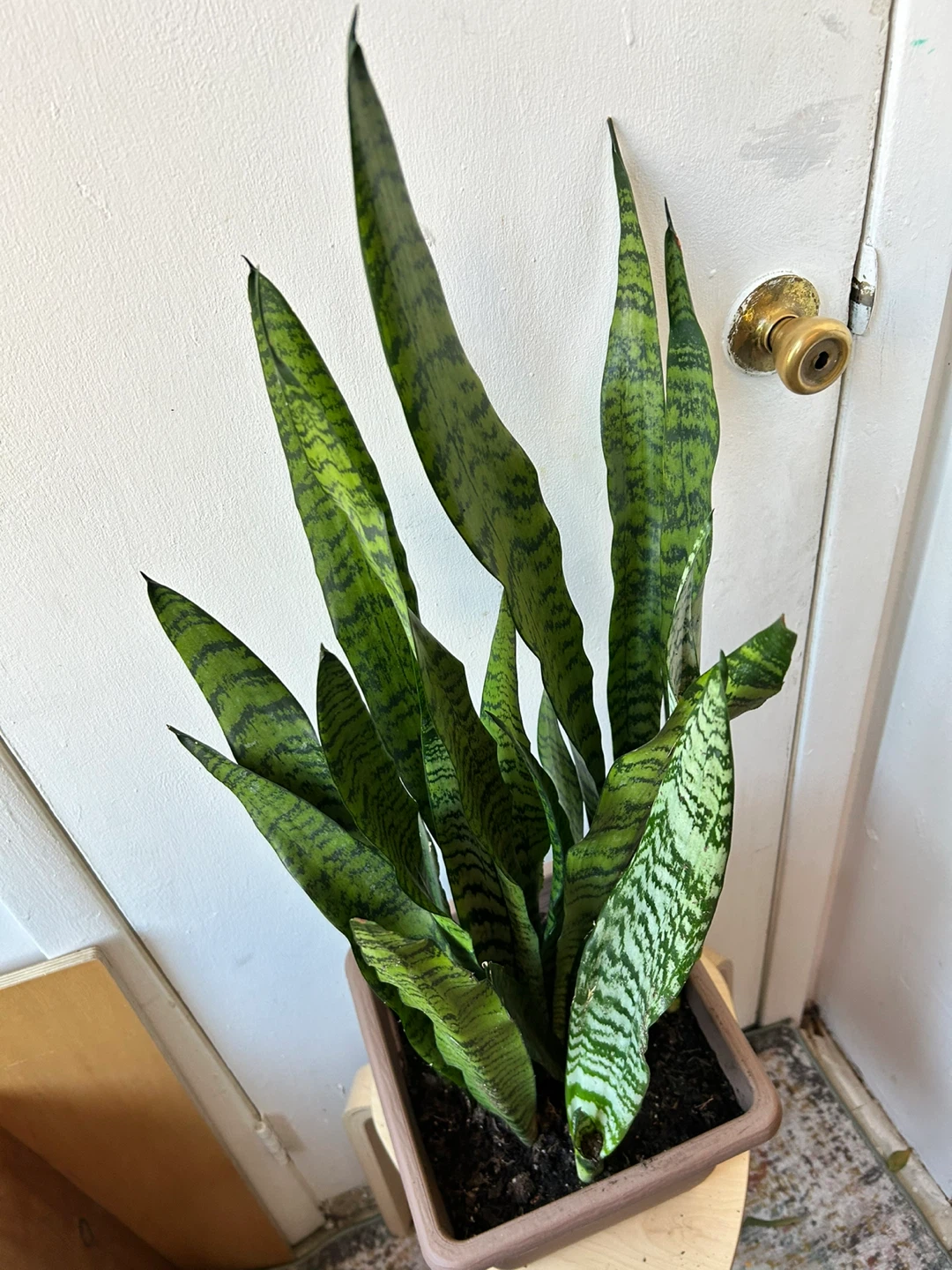 Snake plant - photo 5