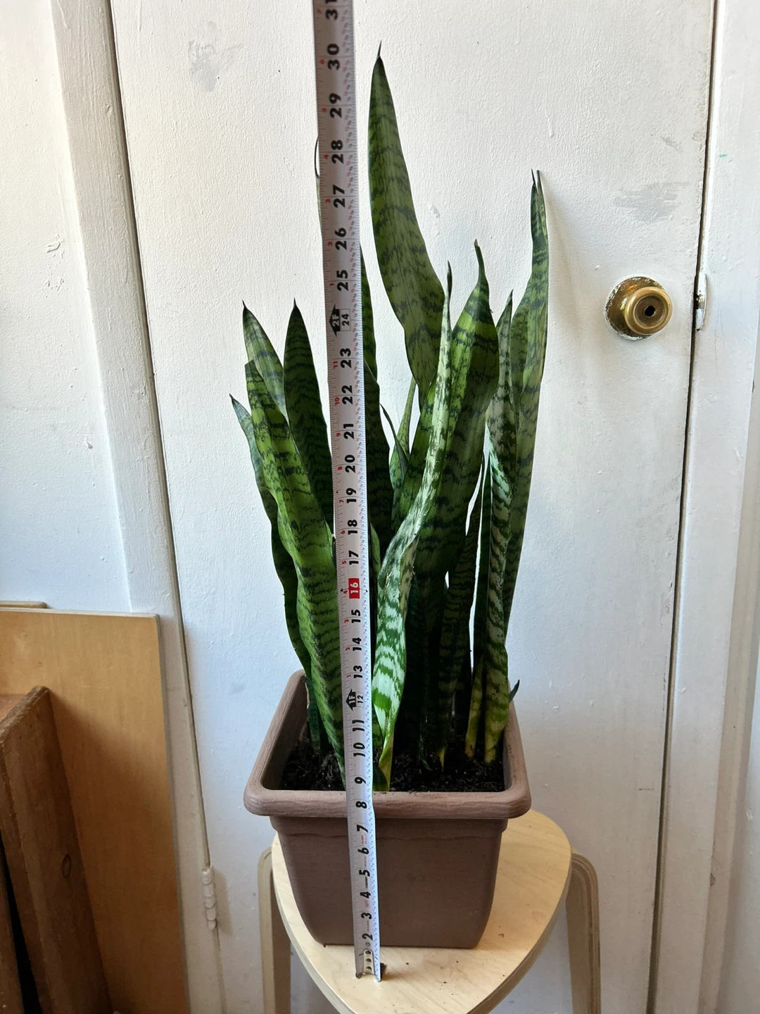 Snake plant - photo 3