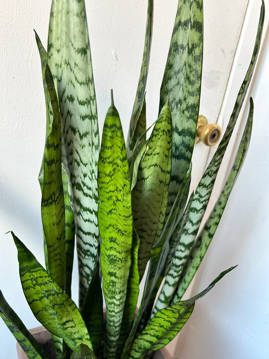 Snake plant - photo 4