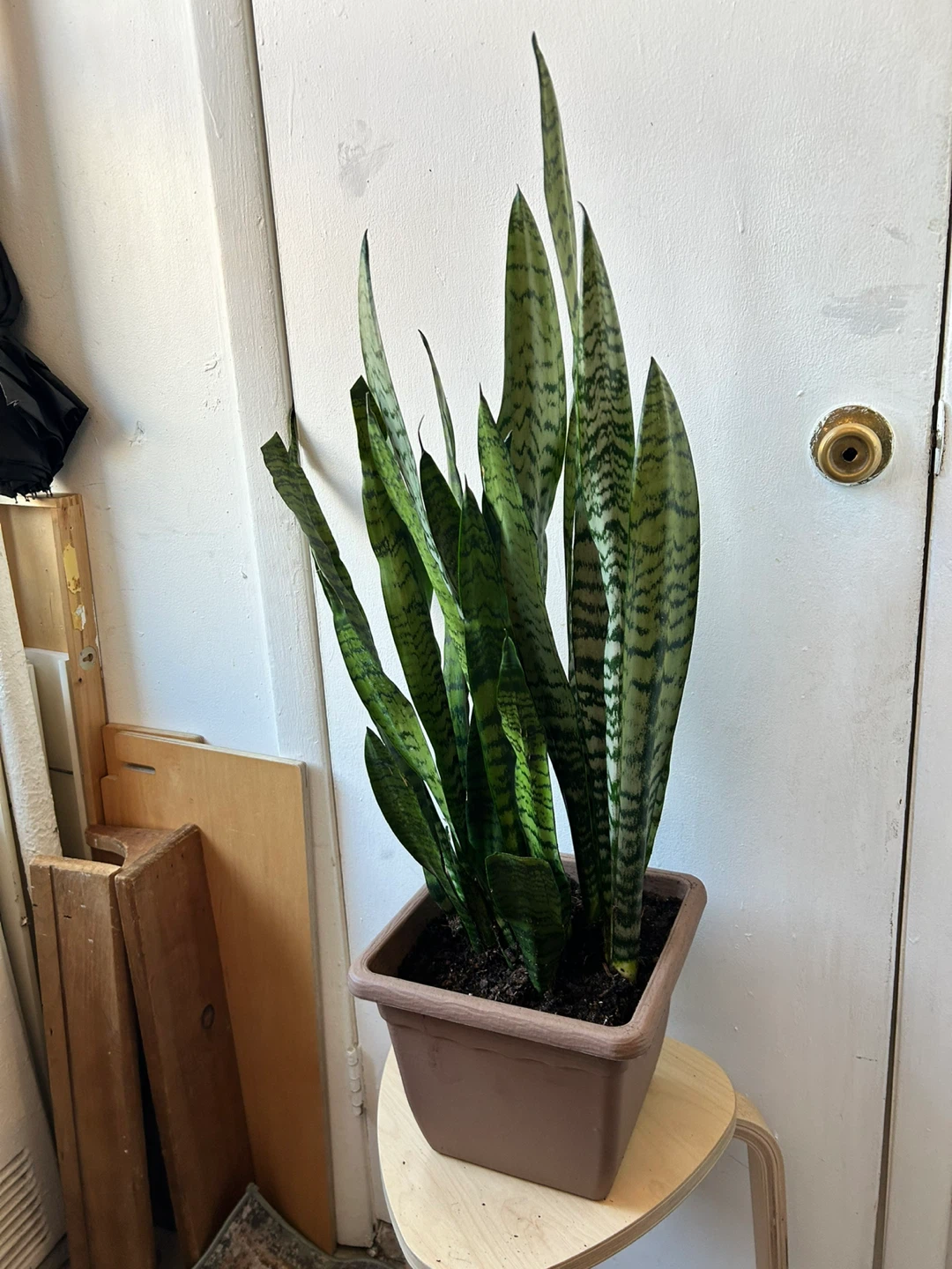 Snake plant - photo 5